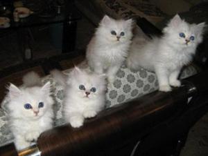 金吉拉猫