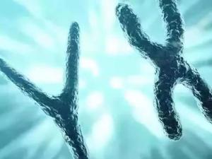 XY染色体