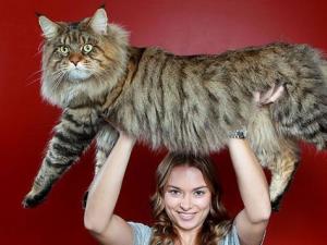 缅因猫