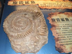 旋齿鲨化石