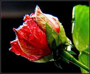 木菊花