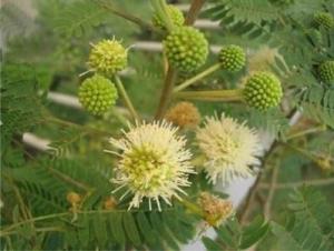 银合欢植株