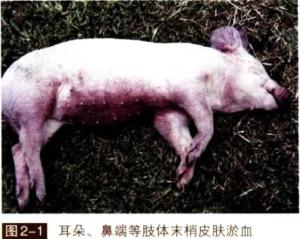 仔猪副伤寒 搜狗百科