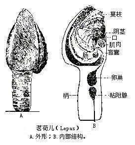 茗荷儿 搜狗百科 茗荷儿 搜狗百科
