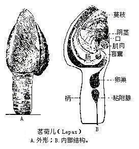 茗荷儿 搜狗百科