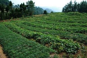 阆中川明参种植基地