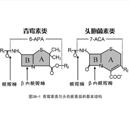 β-内酰胺类抗生素系指化学结构中具有β-内酰胺环的一大类抗生素