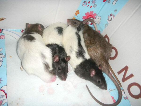 花枝鼠 鼠类 搜狗百科