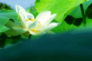 白莲花 小说中角色描述 搜狗百科