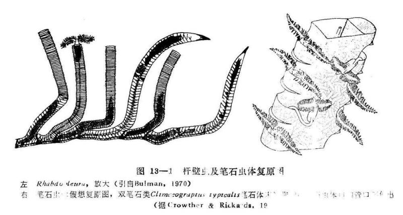 笔石动物胞管