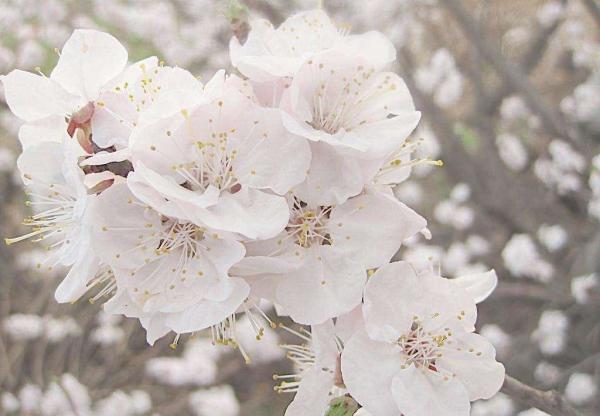 杏花 蔷薇科杏属植物 搜狗百科