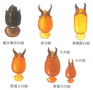 白蚁