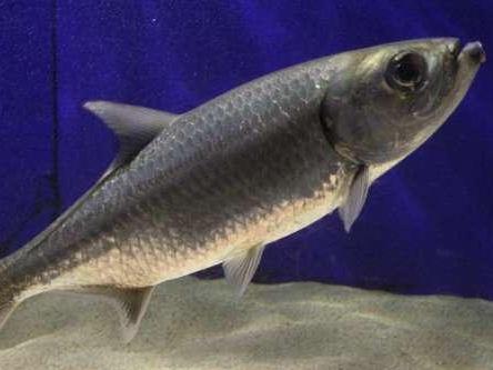 海鲢 海鲢目海鲢科动物 搜狗百科