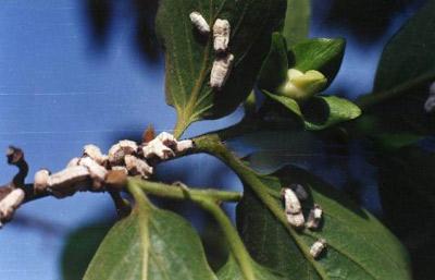 同义词  收藏 分享 编辑词条 中文学名 蜡绵粉蚧  别称 白蜡绵粉蚧