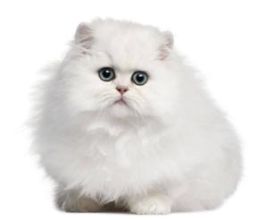 波斯猫