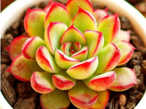 花月夜 植物 搜狗百科