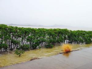 红树林海滨生态公园