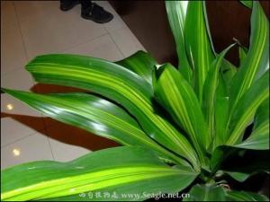 香龙血树
