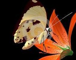 异花授粉 搜狗百科