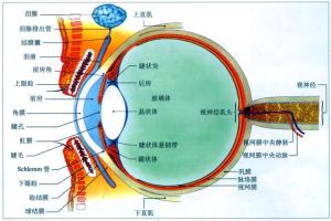 眼睛结构图