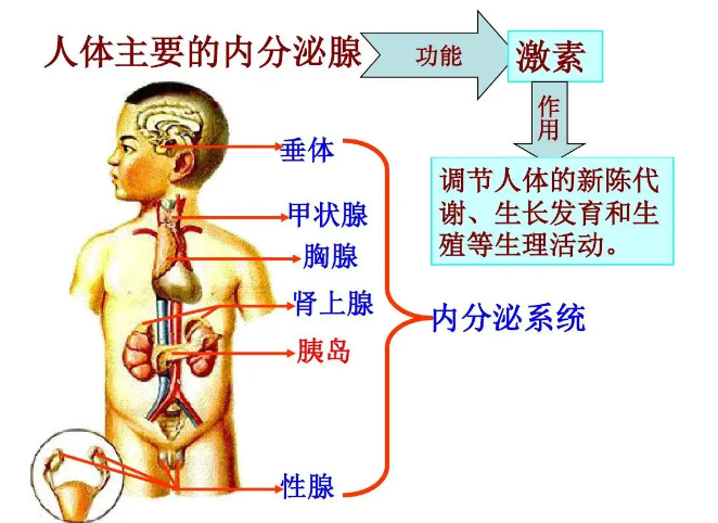 内分泌系统