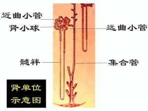 肾单位示意图