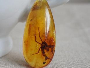 虫珀 搜狗百科 虫珀 搜狗百科