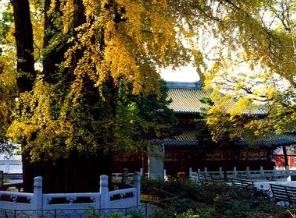 北京潭柘寺