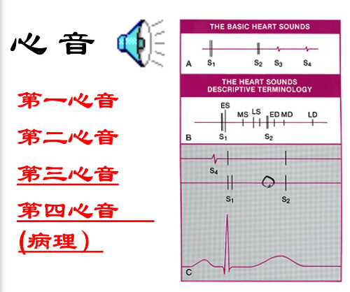 第一心音 心脏生理学名词 搜狗百科