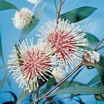 Hakea laurina，哈克氏木属的一种。