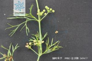 细叶旱芹花果