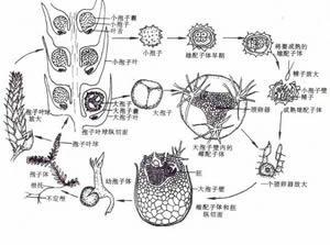 卷柏属生长史