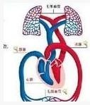 血管
