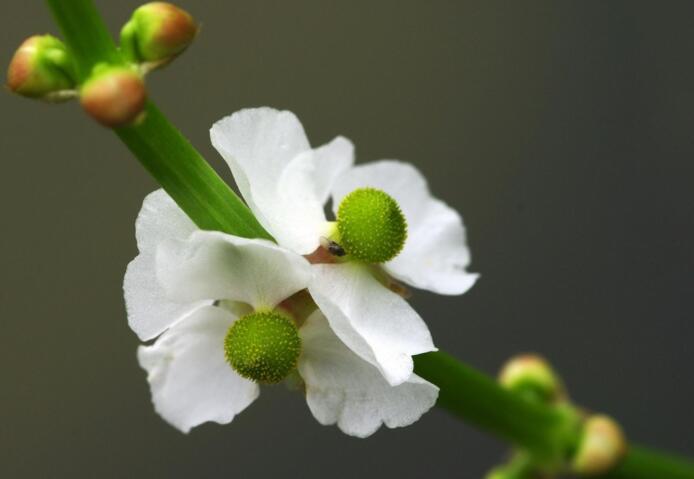 慈姑花 泽泻利植物慈姑的花 搜狗百科