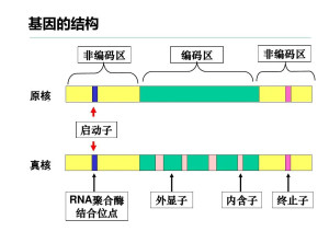 外显子