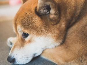 柴犬