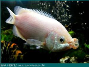 吻鲈（接吻鱼）Helostoma temminckii
