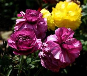 花毛茛