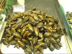 刚打捞出来的海虹
