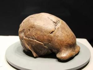 我国考古工作者裴文中发现了北京人的第一个头盖骨化石,后来又发现了5