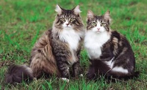 缅因猫