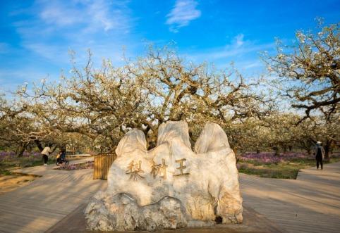 梨树王风景区