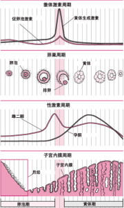 性激素六项