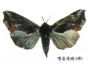 雌性嘴壶夜蛾