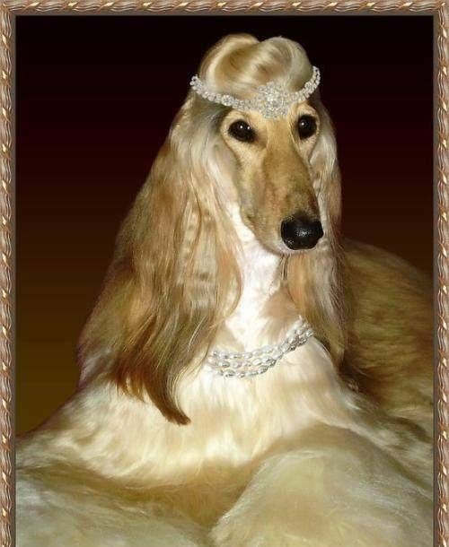 阿富汗猎犬