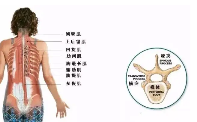 胸10椎体位置示意图图片