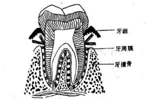 牙周组织