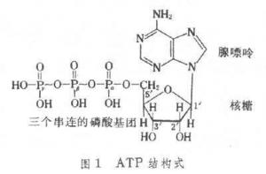 ATP-三磷酸腺苷分子式