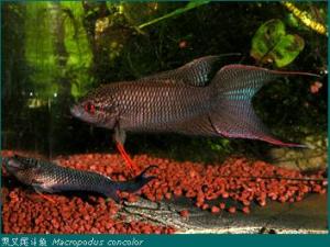 黑叉尾斗鱼Macropodus