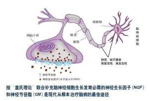 神经细胞理论图片